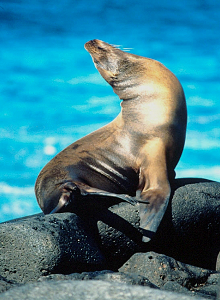 Seelöwen aus nächster Nähe kann man an den Küsten des Insel Archipels beobachten, da durch die strengen Tierschutzregeln die Seelöwen vor Ort keine schlechten Erfahrungen mit Menschen gemacht haben Seelöwe an der Küste