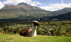 In den Anden trifft man häufig auf Lamas und Alpakas and den grün-bewachsenden Berghängen Lama in den Anden