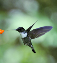 10 verschiedene Kolibri-Arten gibt es allein im Nebelwald Gebiet um Tena. Dazu kommen noch eine Vielzahl weiterer subtropischer Vogelarten, sowie Ozelote, Honigbären und mehr als 200 Reptilien-Arten. Kolibri im Cloud Forest