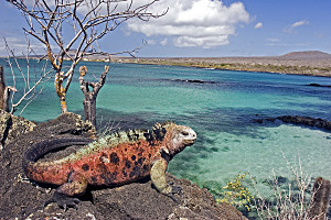 Die iguana zählen zu den bekanntesten Bewohnern der Galapagosinseln, deren Artenreichtum schon den Forscher Darwin faszinierte Iguana am Strand
